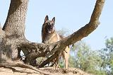 MALINOIS 169